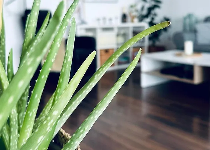 Apartment Bonjour With Terrace And Parking